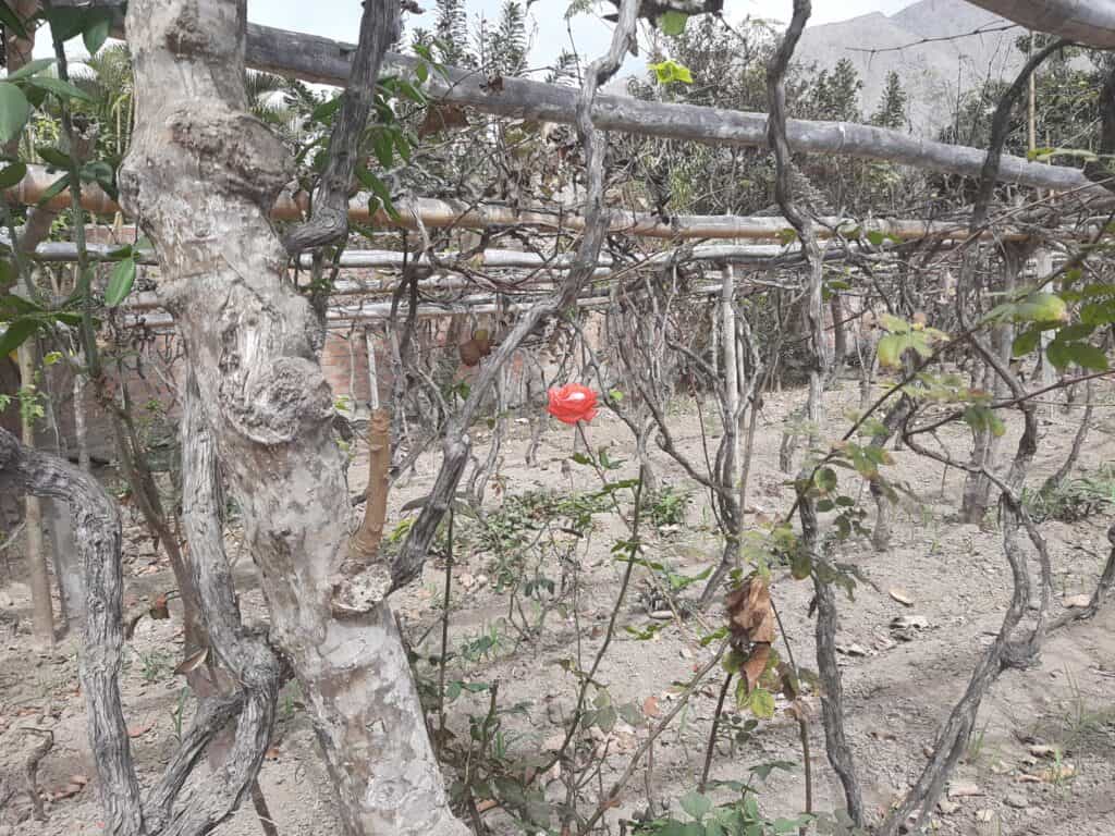 flor